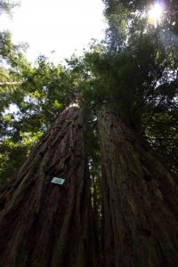 Al cospetto della Sequoia Gemella nel Parco del Castello di Sammezzano