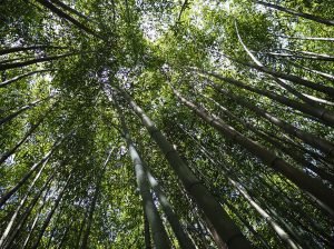 Bamboo a Villa Garzoni