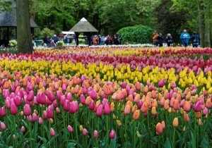 Keukenhof Park: il parco più bello e colorato d'Olanda