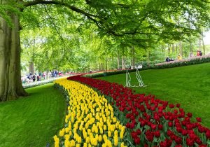 tulipani colorati a Keukenhof Park