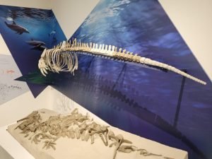 Museo della Balena e della Biodiversità