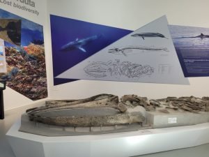 Museo della Balena, Fidenza